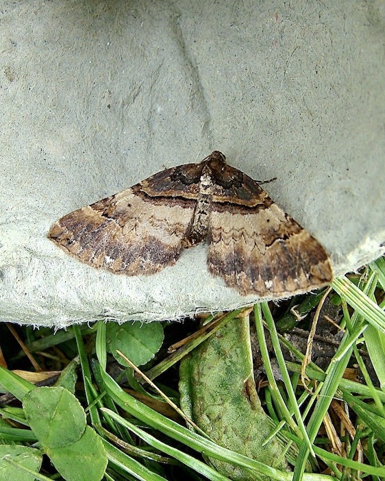 shoulder stripe